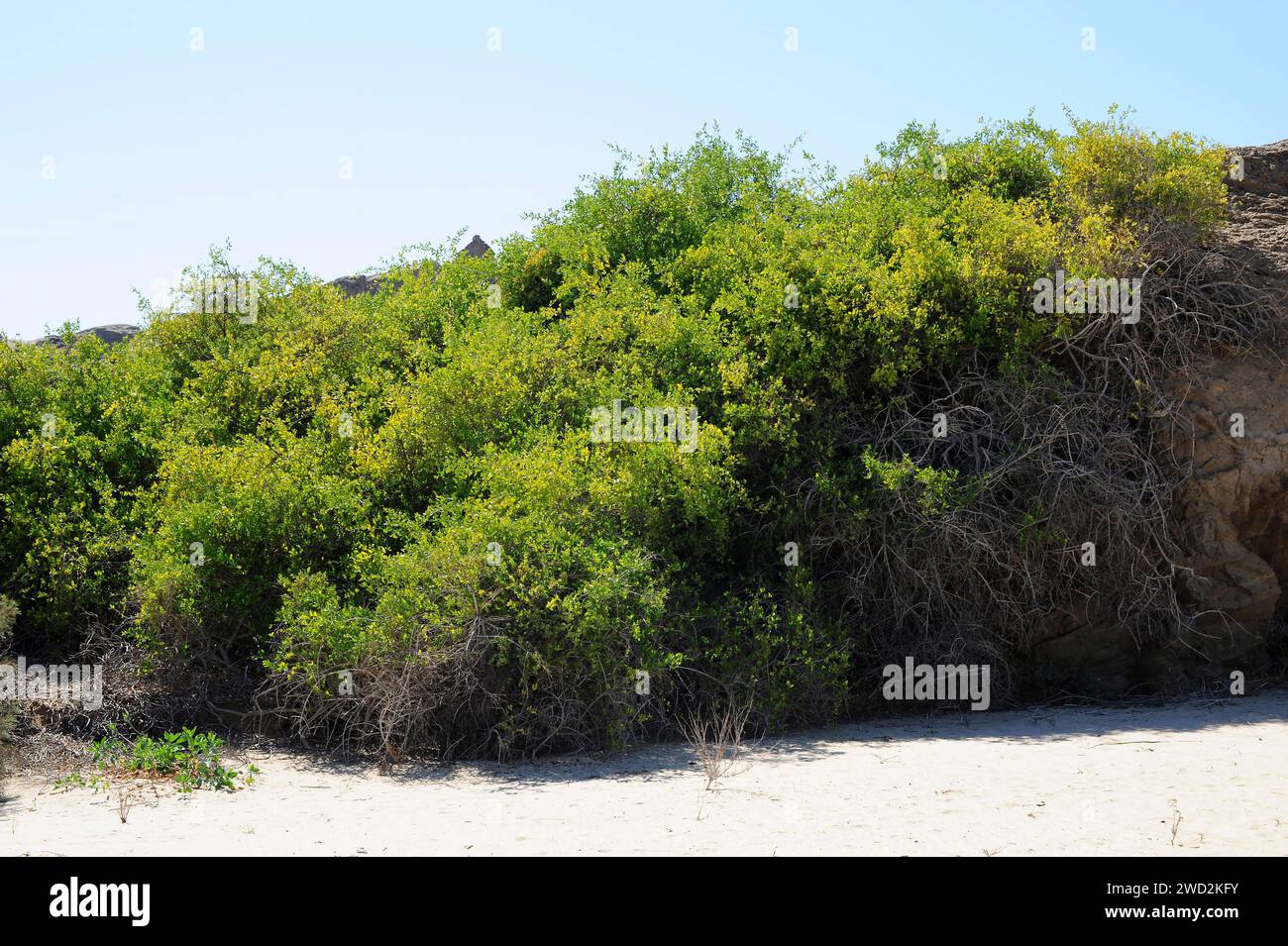 L'arbre à moutarde ou arbre à brosse à dents (Salvadora persica) est un arbuste médicinal ou un petit arbre originaire d'Afrique et d'Asie occidentale. Cette photo a été prise à Swak Banque D'Images