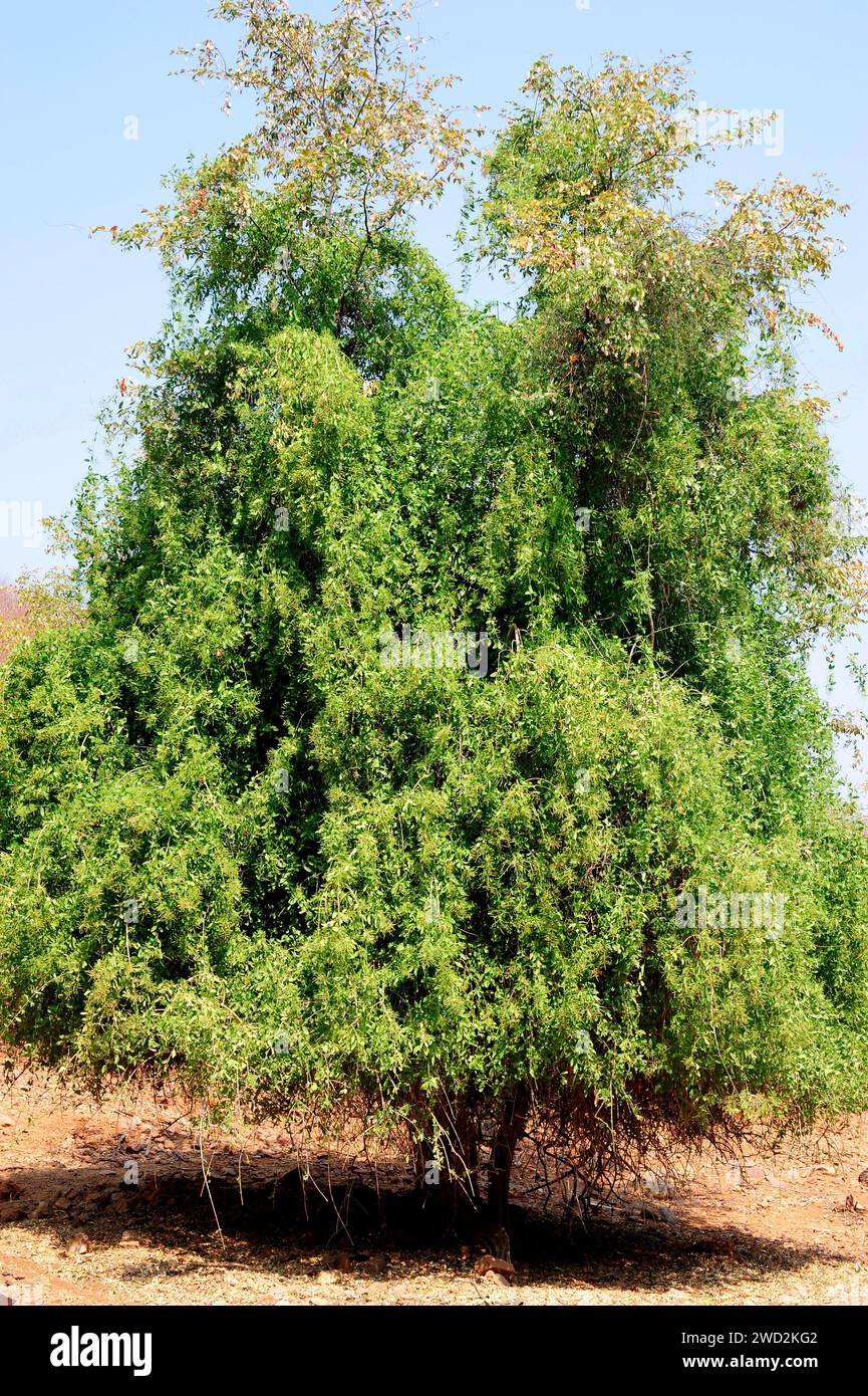 L'arbre à moutarde ou arbre à brosse à dents (Salvadora persica) est un arbuste médicinal ou un petit arbre originaire d'Afrique et d'Asie occidentale. Cette photo a été prise en EPUP Banque D'Images