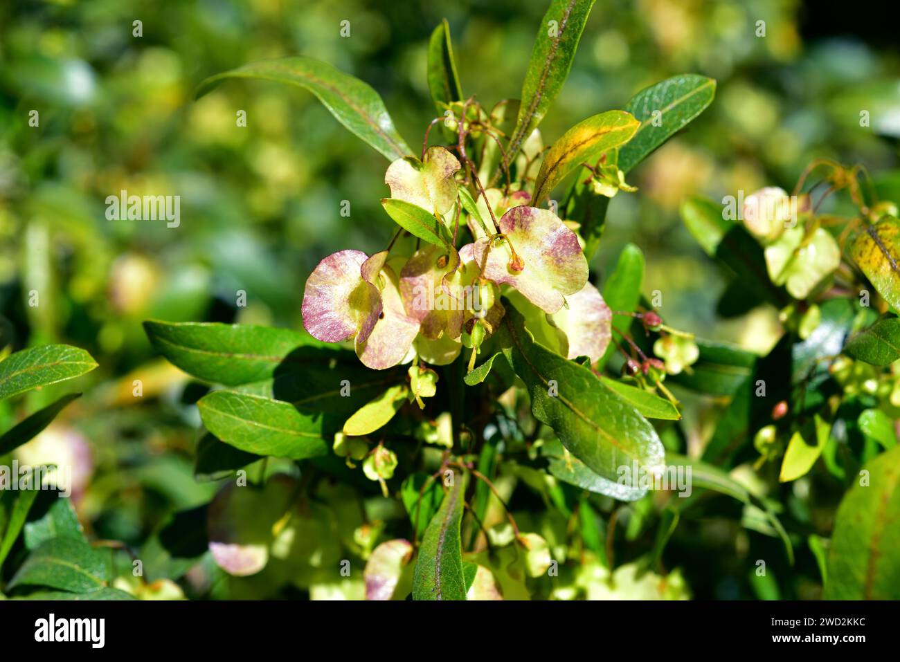 Hopbush (Dodonaea viscosa) est un arbuste cosmopolite originaire des régions tropicales du monde : Afrique, Amérique du Nord et du Sud, Asie, Australie et New Z Banque D'Images