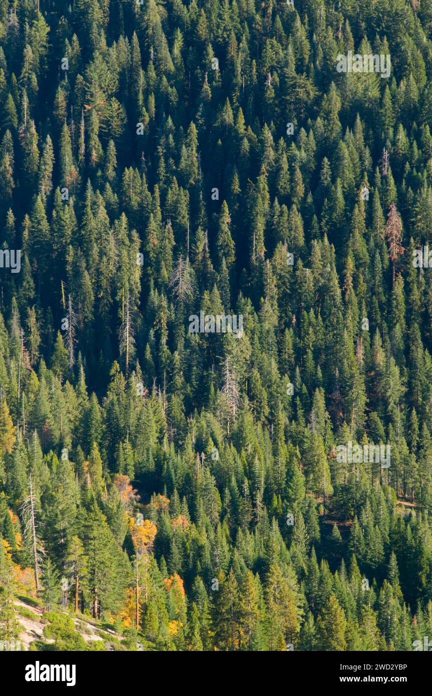 Vue sur la forêt de Fresno Dome, Sierra Vista National Scenic Byway, Sierra National Forest, Californie Banque D'Images