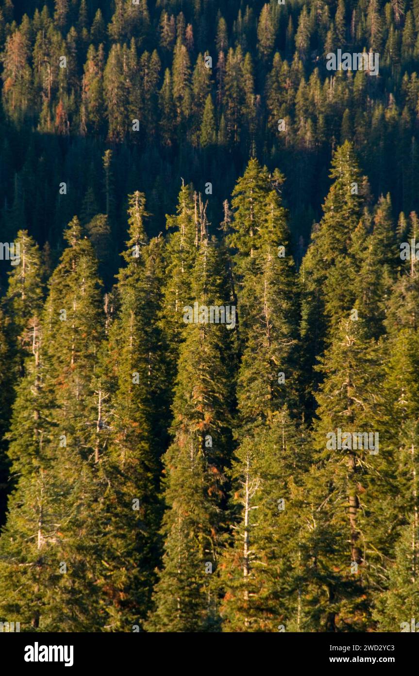 Vue sur la forêt de Fresno Dome, Sierra Vista National Scenic Byway, Sierra National Forest, Californie Banque D'Images