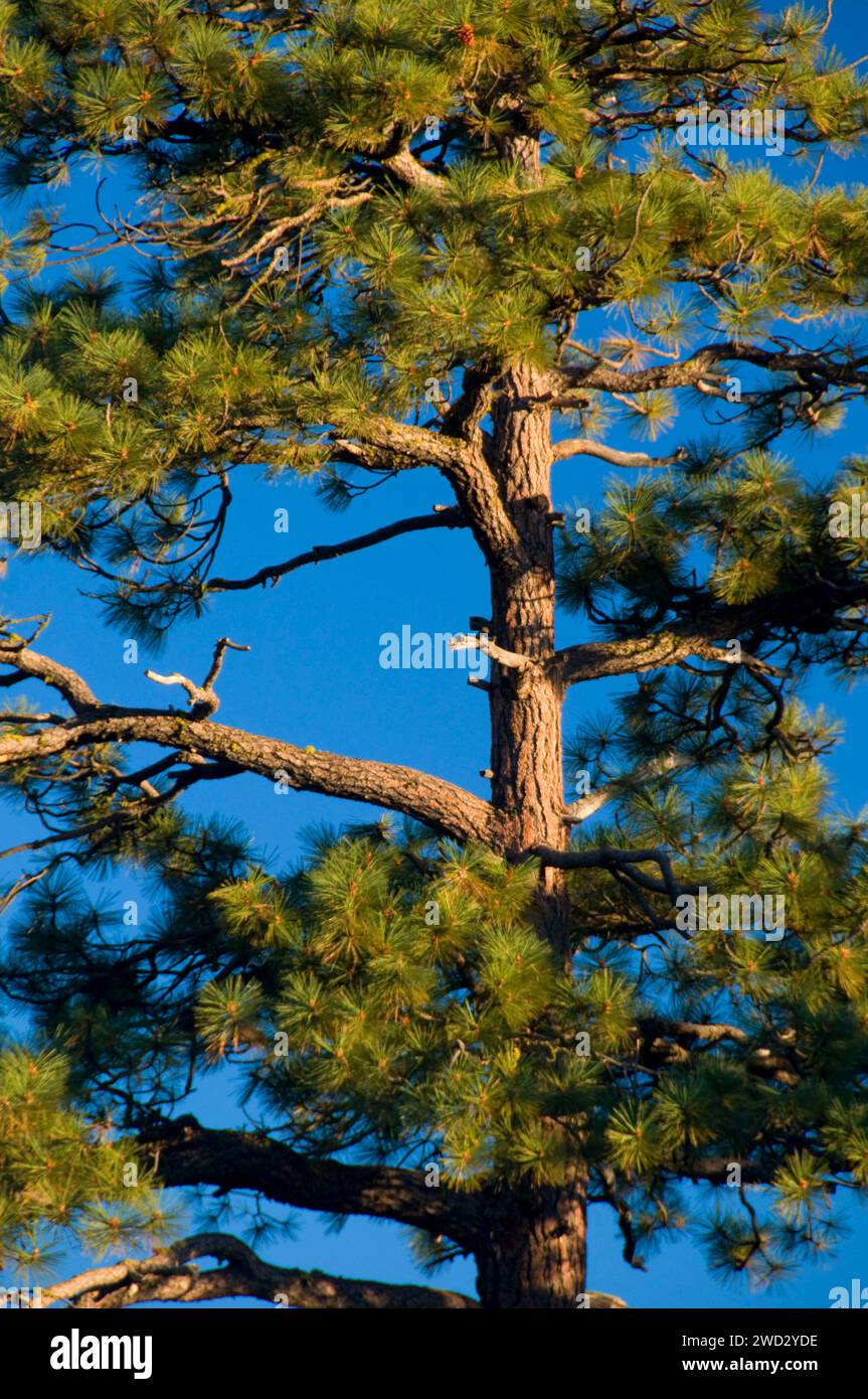 Jeffery sur Pine Trail Dôme Fresno, Sierra Vista National Scenic Byway, Sierra National Forest, Californie Banque D'Images