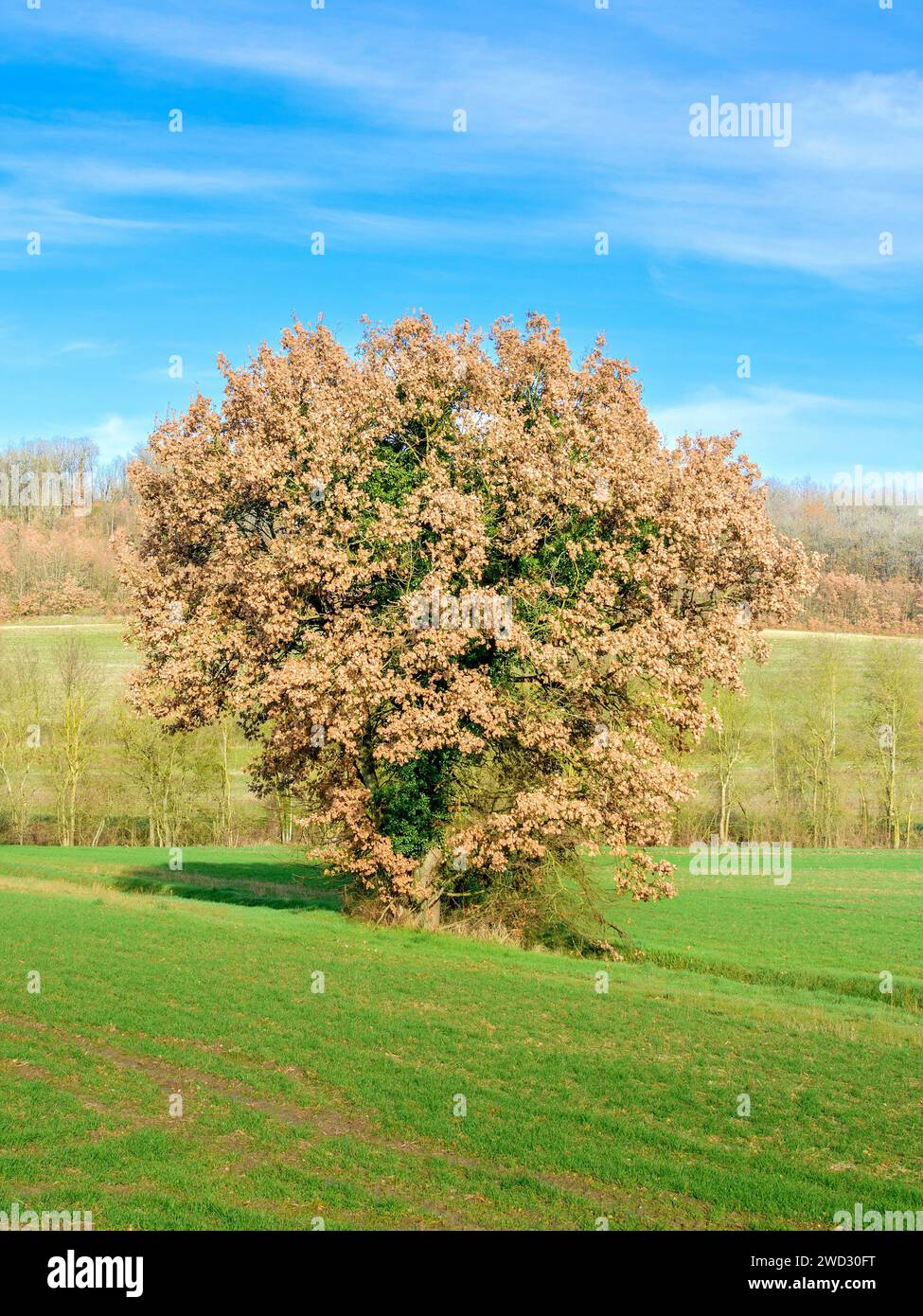 Chêne à feuilles caduques (Quercus) encore en feuille en hiver - centre de la France. Banque D'Images