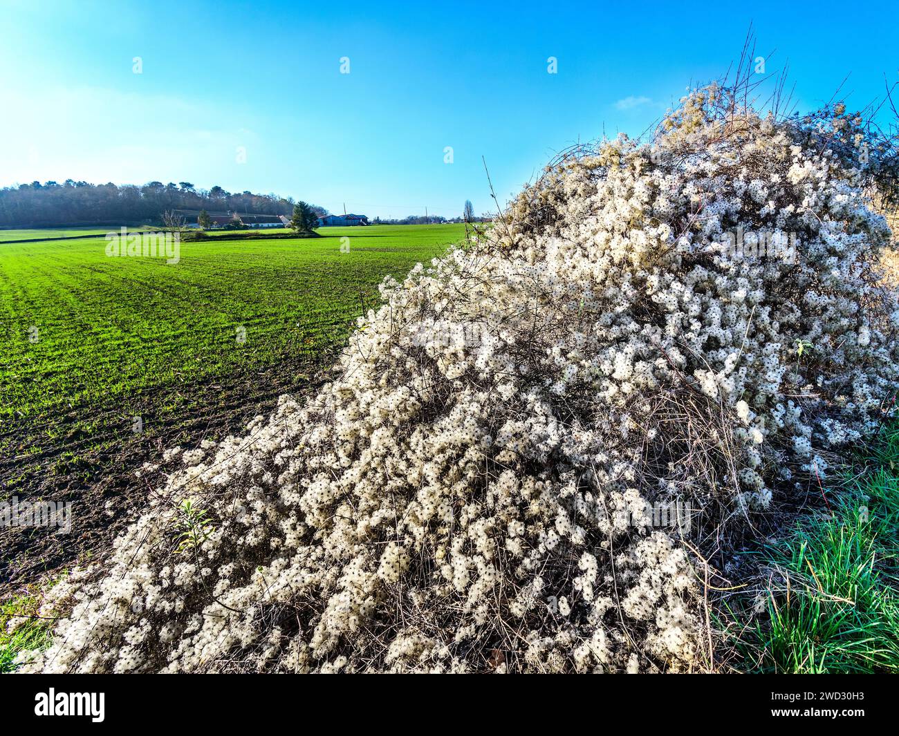 Couverture couverte par les fruits poilus de la plante envahissante Barbe du vieil homme (Clematis vitalba) - centre de la France. Banque D'Images