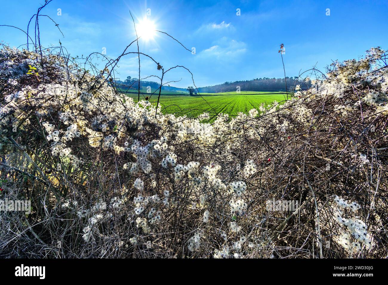 Couverture couverte par les fruits poilus de la plante envahissante Barbe du vieil homme (Clematis vitalba) - centre de la France. Banque D'Images