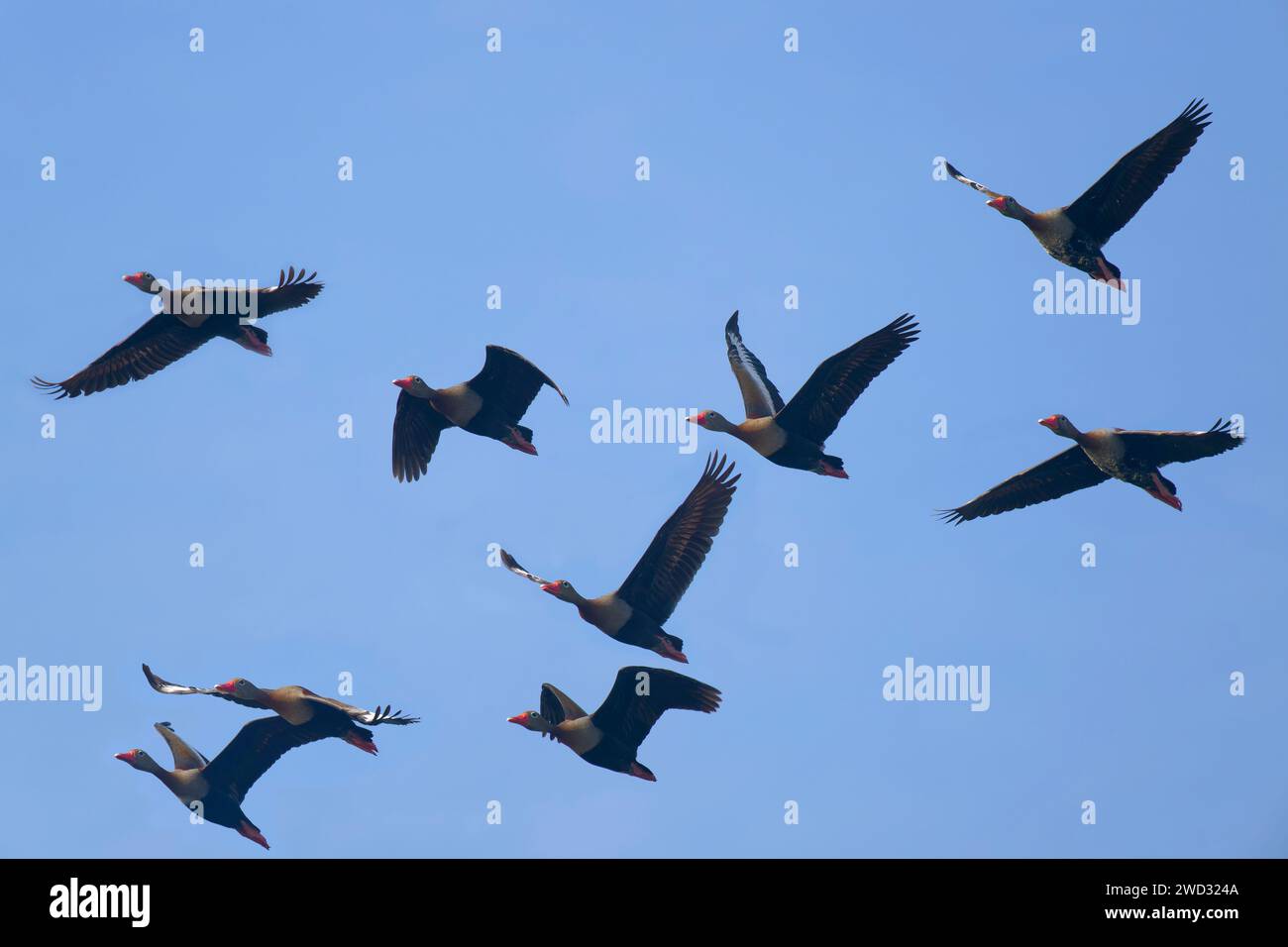 Troupeau de canards sifflants à ventre noir, Dendrocygna autumnalis, bassin amazonien, Brésil Banque D'Images