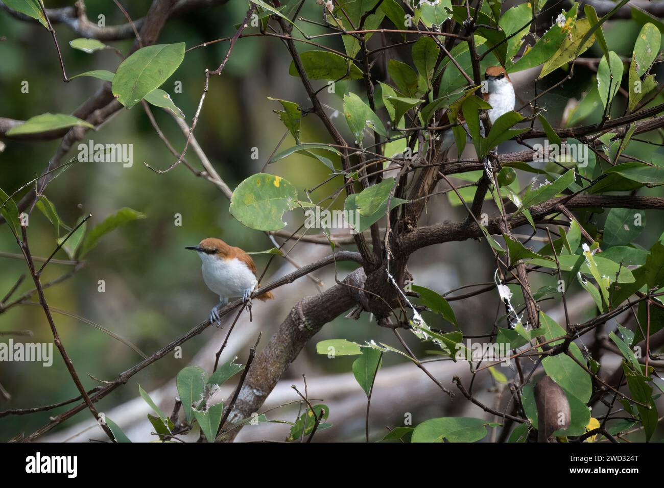 Épinette rouge et blanche, Certhiaxis mustelinus, bassin amazonien, Brésil Banque D'Images