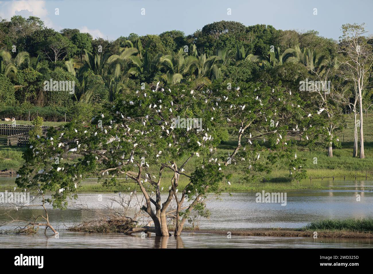 Grets de bovins de l'Ouest, Bubulcus ibis, perché dans un arbre, fin d'après-midi, bassin amazonien, Brésil Banque D'Images