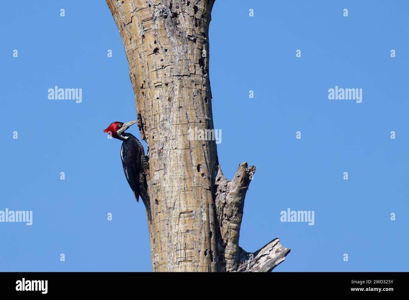 Pic-bois cramoisi femelle, Campephilus melanoleucos, bassin amazonien, Brésil Banque D'Images