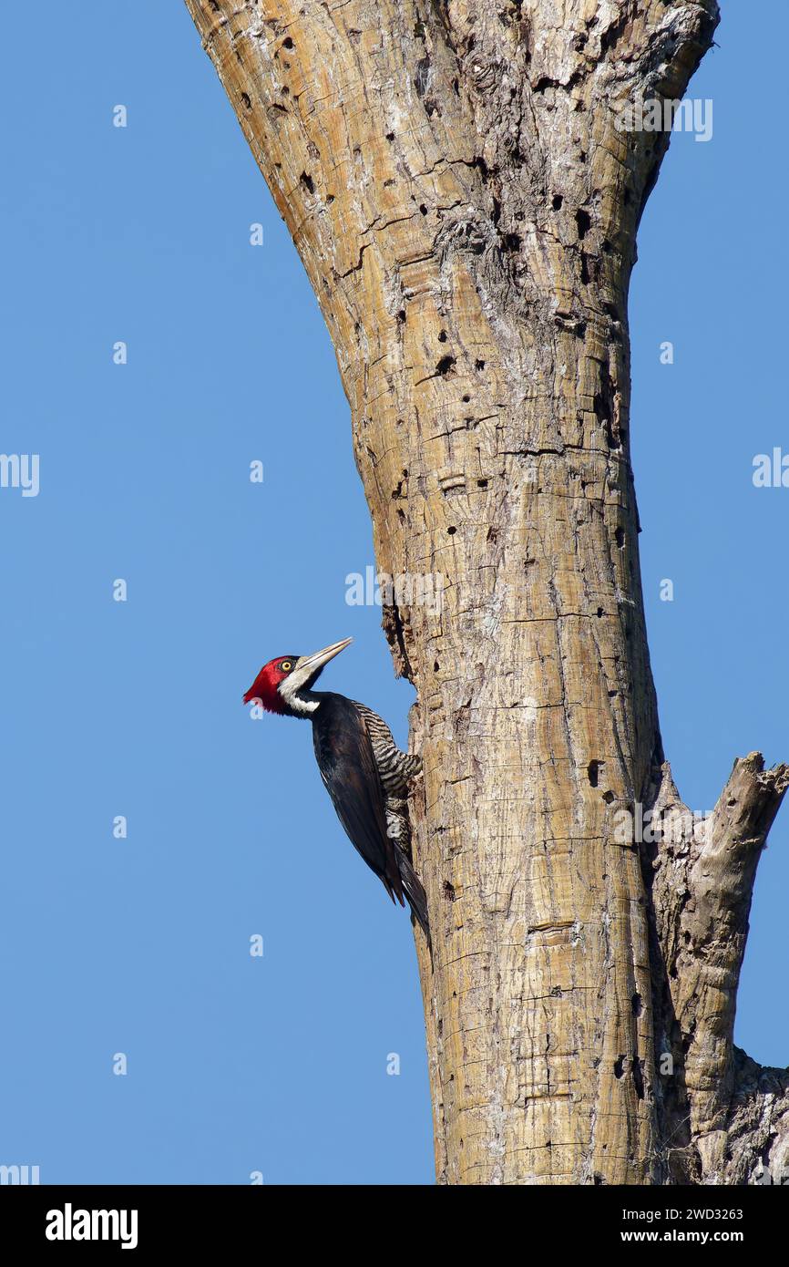 Pic-bois cramoisi femelle, Campephilus melanoleucos, bassin amazonien, Brésil Banque D'Images