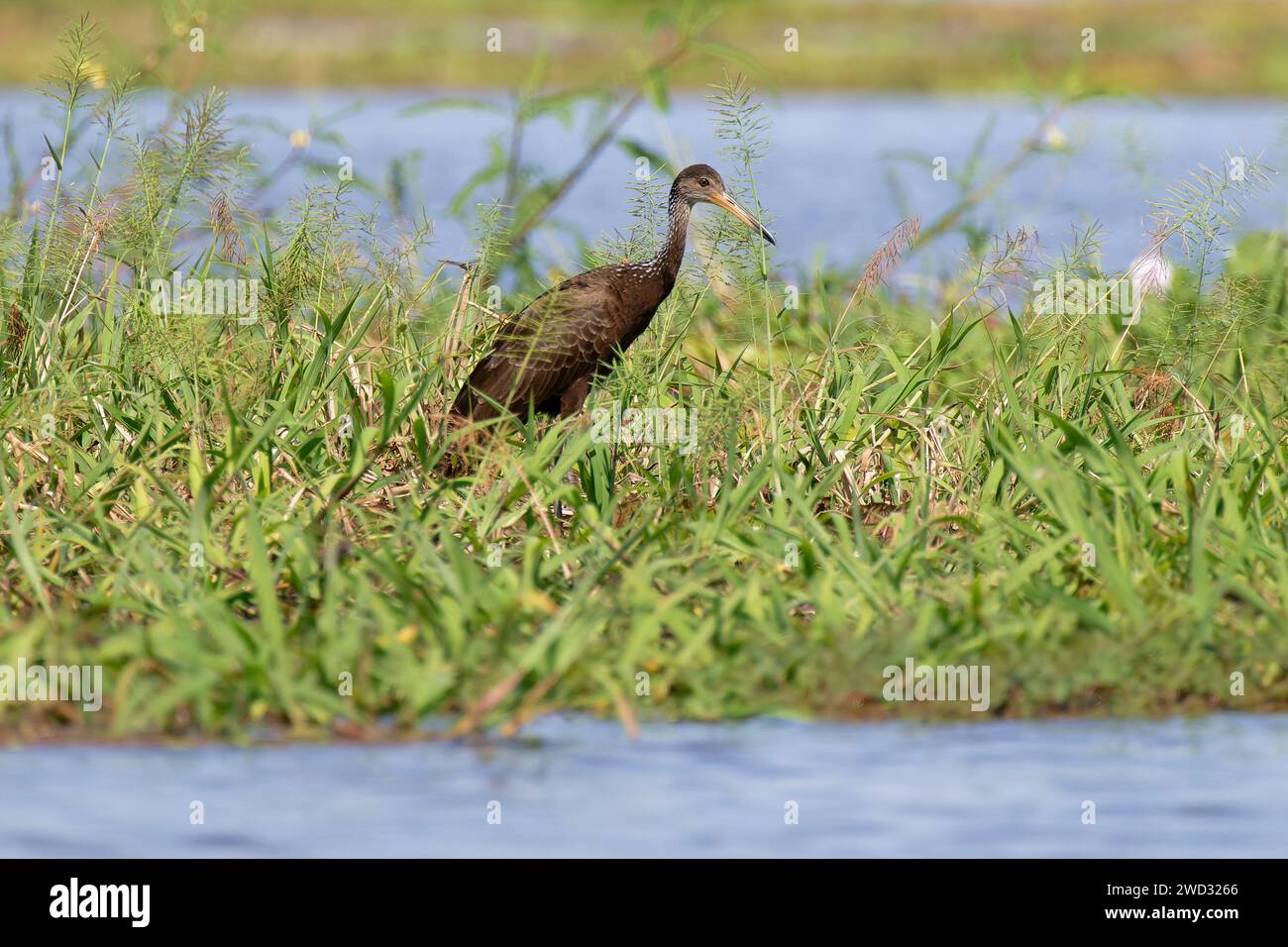 Limpkin, Aramus guarauna, marche sur herbe flottante, bassin amazonien, Brésil Banque D'Images