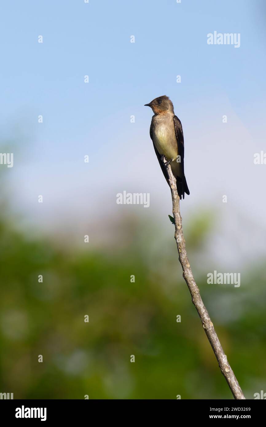 Hirondelle à ailes rugueuses du sud, Stelgidopteryx ruficollis ruficollis, bassin amazonien, Brésil Banque D'Images