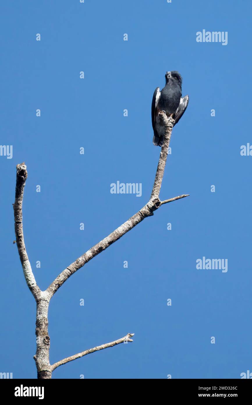 Puffbird ailé hirondelle, Chelidoptera tenebrosa tenebrosa, bassin amazonien, Brésil Banque D'Images
