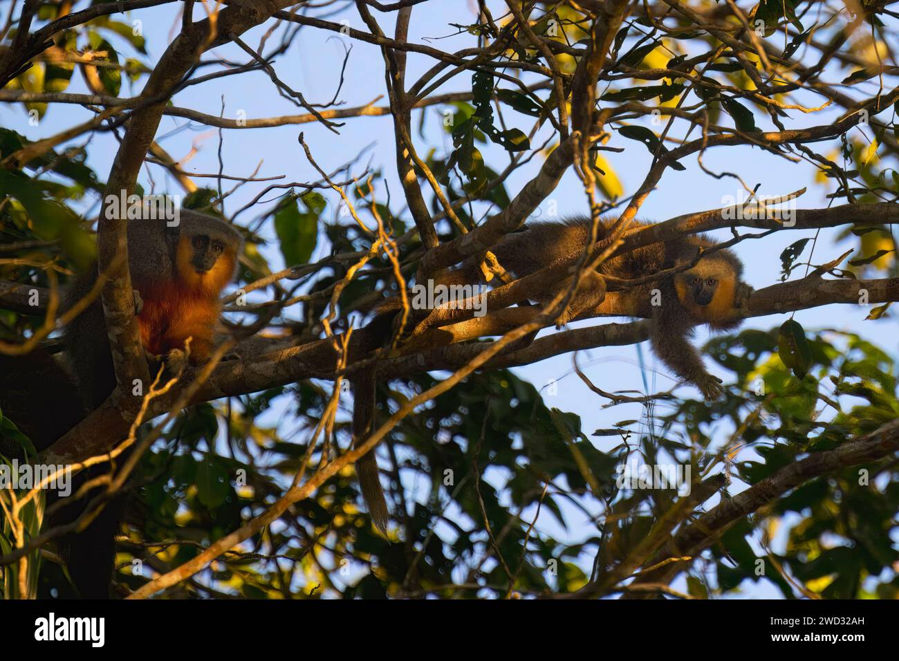 Singe titi à ventre rouge, Plecturocebus moloch, dans son environnement naturel, bassin amazonien, Brésil Banque D'Images