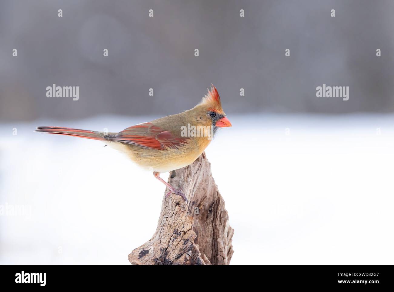 Cardinal du Nord - Cardinalis cardinalis femelle perchée sur une branche enneigée en hiver Banque D'Images