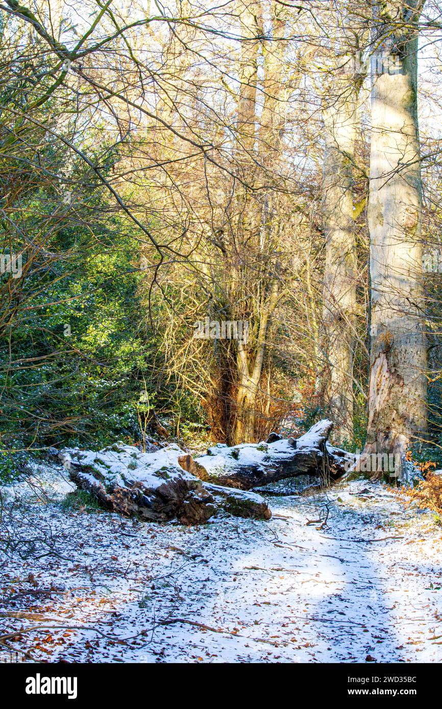 Dundee, Tayside, Écosse, Royaume-Uni. 18 janvier 2024. UK Météo : Tayside connaît un matin ensoleillé après la nuit de neige avec des températures autour de 1 ° C. Scènes d'hiver de Trottick Mill Ponds réserve naturelle locale sur Claverhouse Road à Dundee, avec chutes de neige et soleil de janvier. Trottick abrite une faune diversifiée, avec une petite rivière et des étangs aux prairies et aux bois. Crédit : Dundee Photographics/Alamy Live News Banque D'Images