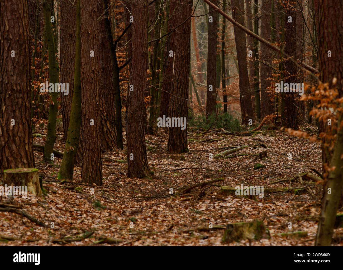 lane dans une forêt de pins et de chênes avec feuillage brun au sol Banque D'Images