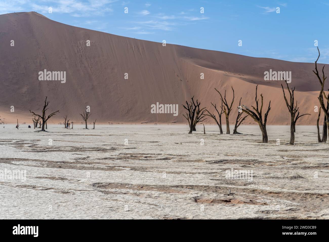 Arbres secs à PAN avec dune Big Daddy en arrière-plan, photographiés dans la lumière brillante de la fin du printemps dans le désert de Naukluft à Deadlvei, Namibie, Afrique Banque D'Images