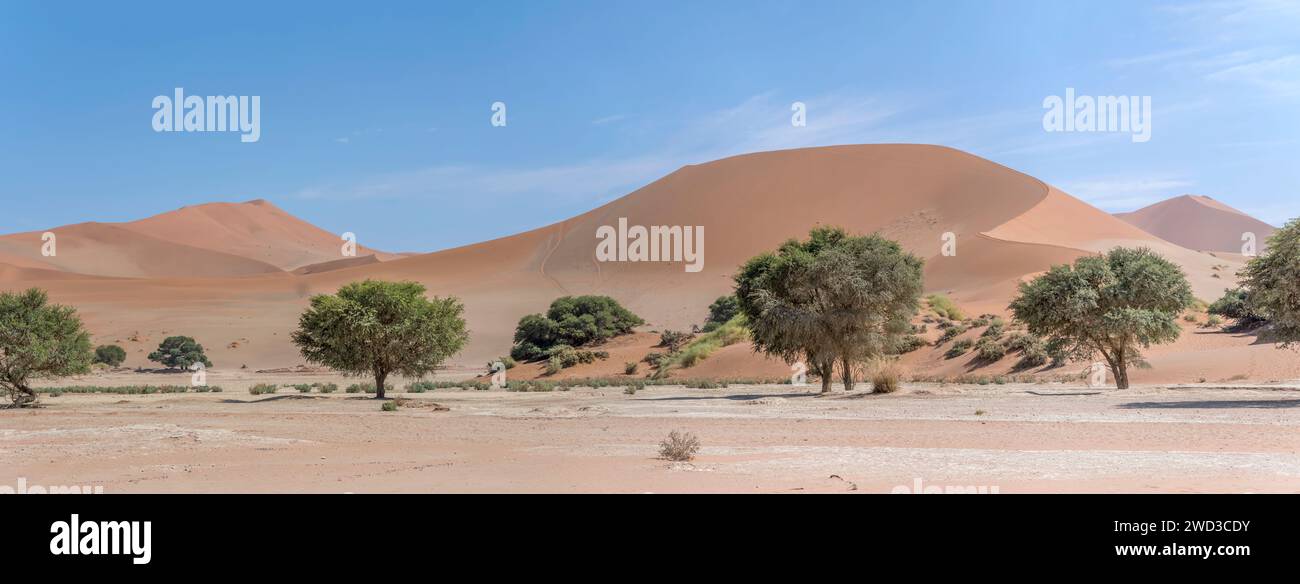 Arbres acacia ereoloba au pan avec des pentes de dunes en arrière-plan, photographiés dans la lumière brillante de la fin du printemps dans le désert de Naukluft à Sossuslvei, Namibie, Afrique Banque D'Images