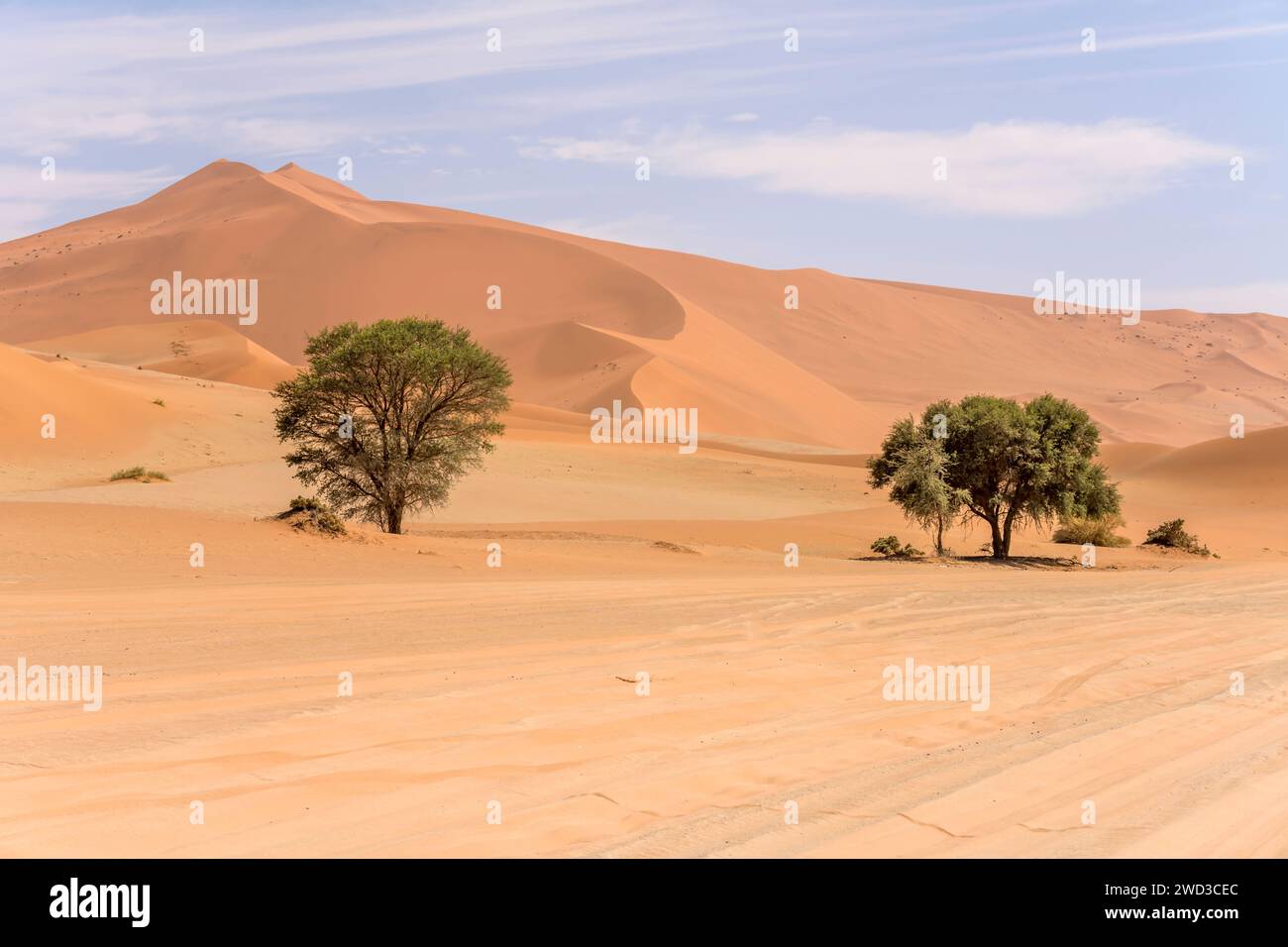 Paysage avec des arbres sur le côté de la route de sable et des nuances de rouge sur les dunes en arrière-plan, tourné dans la lumière brillante de la fin du printemps dans le désert de Naukluft près de Sossuslvei, Banque D'Images