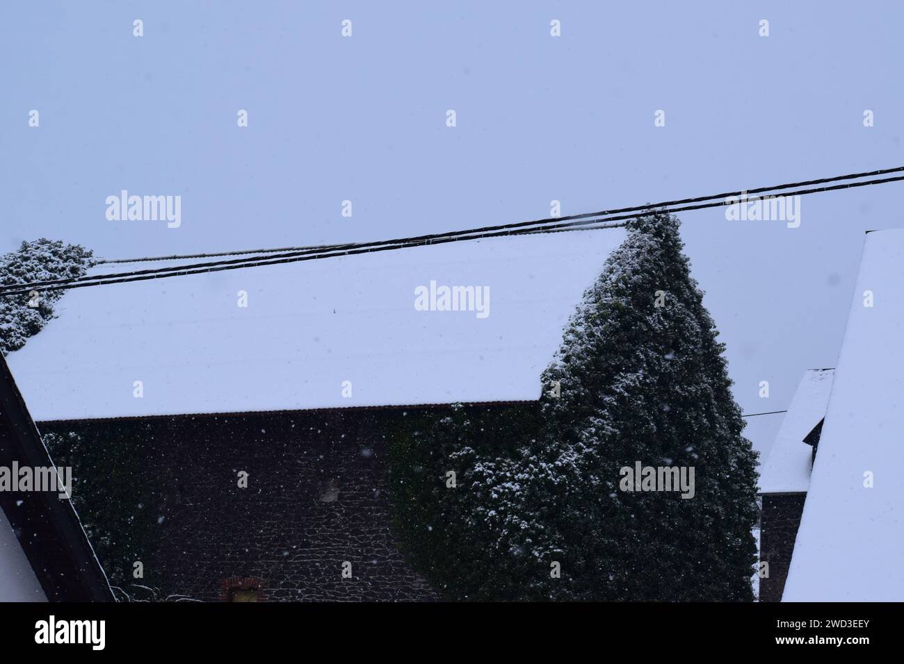 neige fraîche sur un toit avec des plantes Banque D'Images