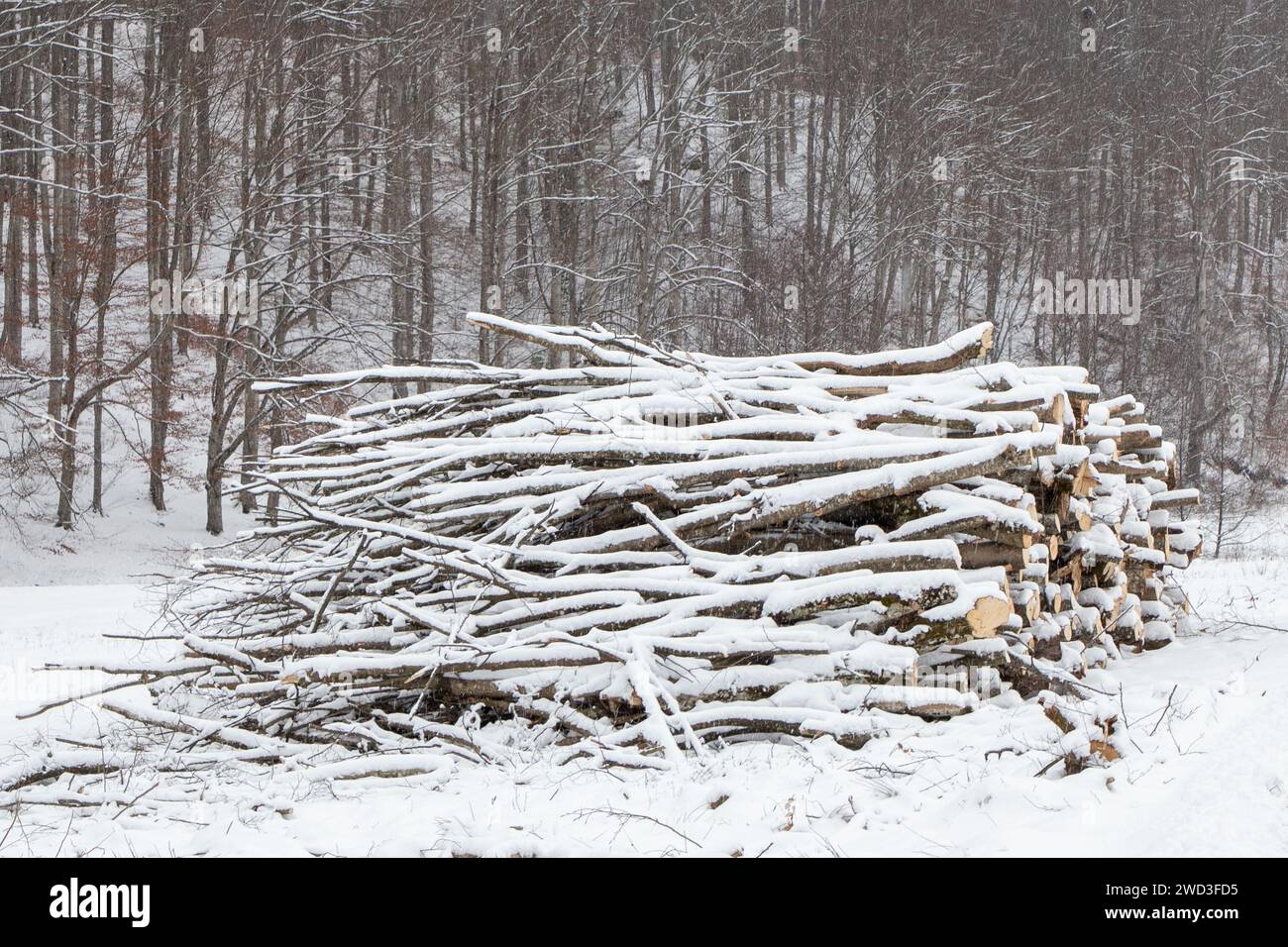 Bûches enneigées éparpillées sur le sol de la forêt Banque D'Images