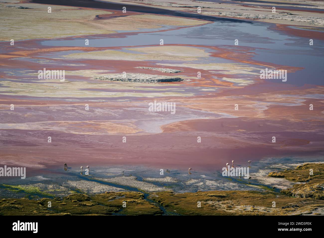 Une symphonie de couleurs : les teintes naturelles de Laguna Colorada, Bolivie (Réserve nationale de faune andine Eduardo Avaroa) Banque D'Images