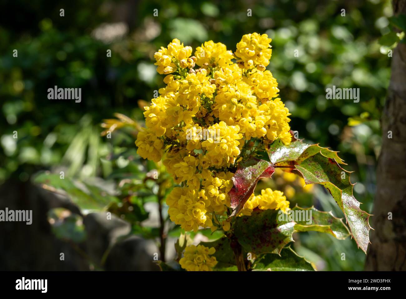 Fleurs jaunes au printemps du raisin de l'Oregon, Berberis aquifolium, également connu sous le nom d'épine-vinette à feuilles houx, pays-Bas Banque D'Images