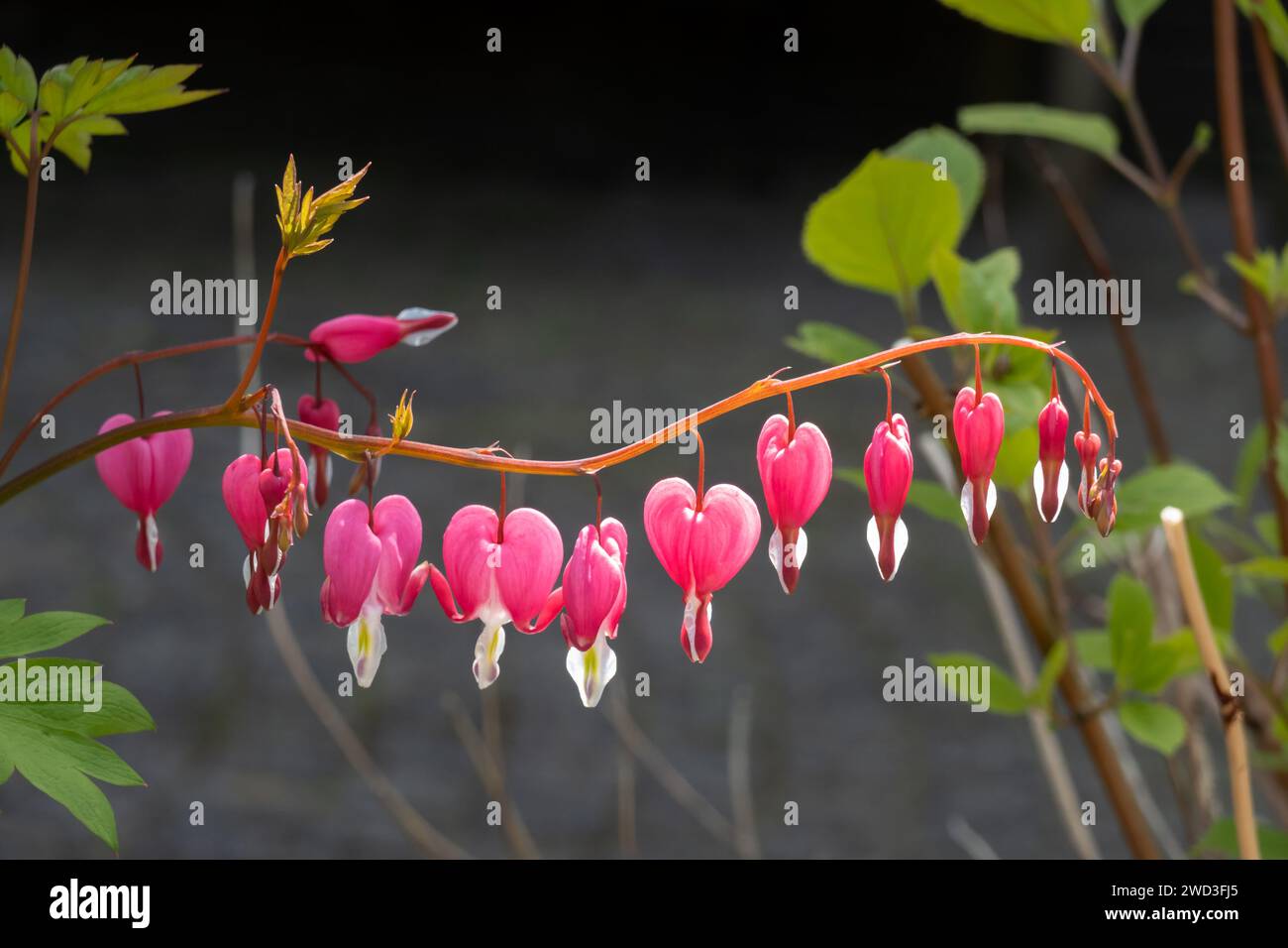 Fleurs de coeur de saignement, Lamprocapnos spectabilis, au printemps, pays-Bas Banque D'Images