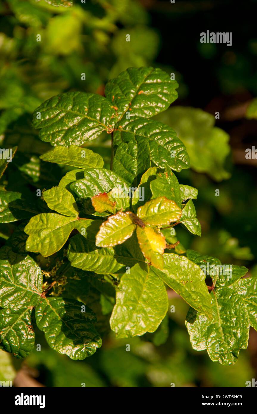 Chêne poison (Toxicodendron diversilobum), Santa Rosa plateau Ecological Preserve, Californie Banque D'Images