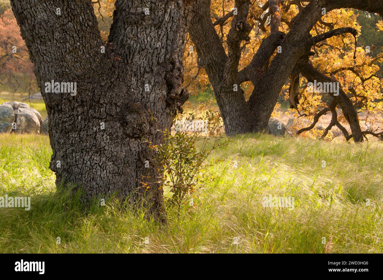 Chêne chêne le long Trail, Santa Rosa, Californie Réserve écologique du Plateau Banque D'Images