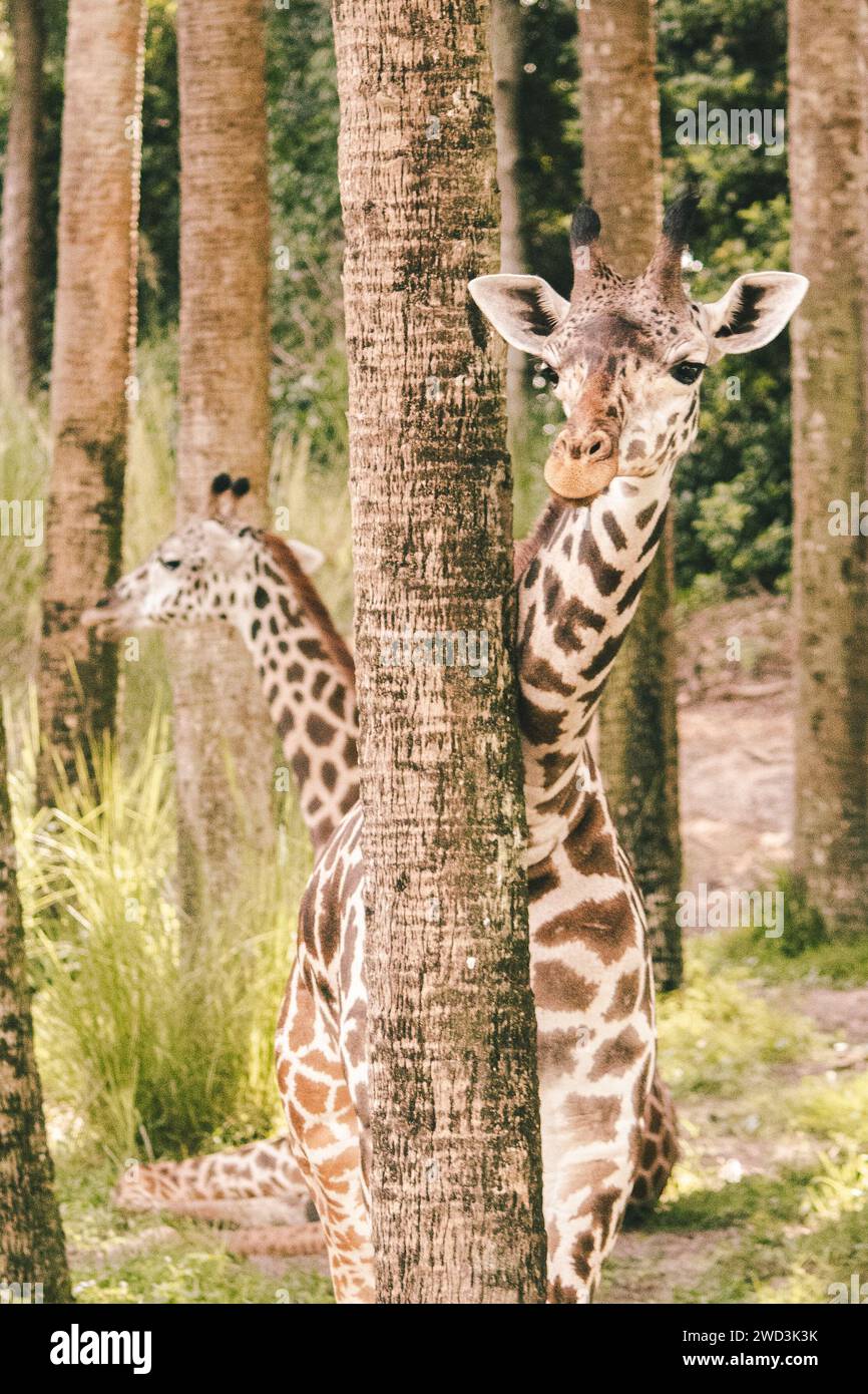 taches de girafe Banque D'Images