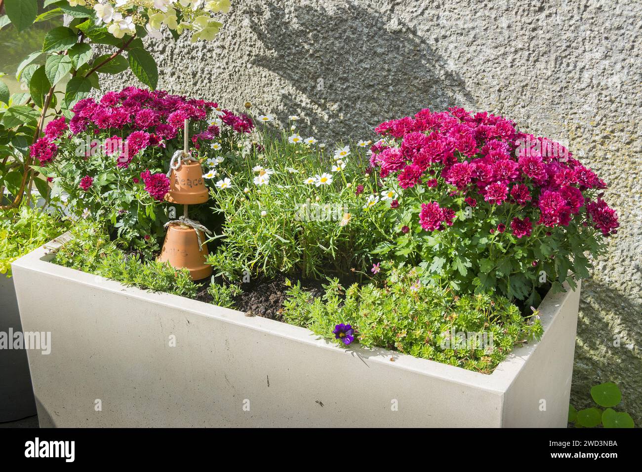 Récipient en auge avec chrysanthème rose nain et pots en terre cuite avec les mots Peace and Love sur eux. Banque D'Images