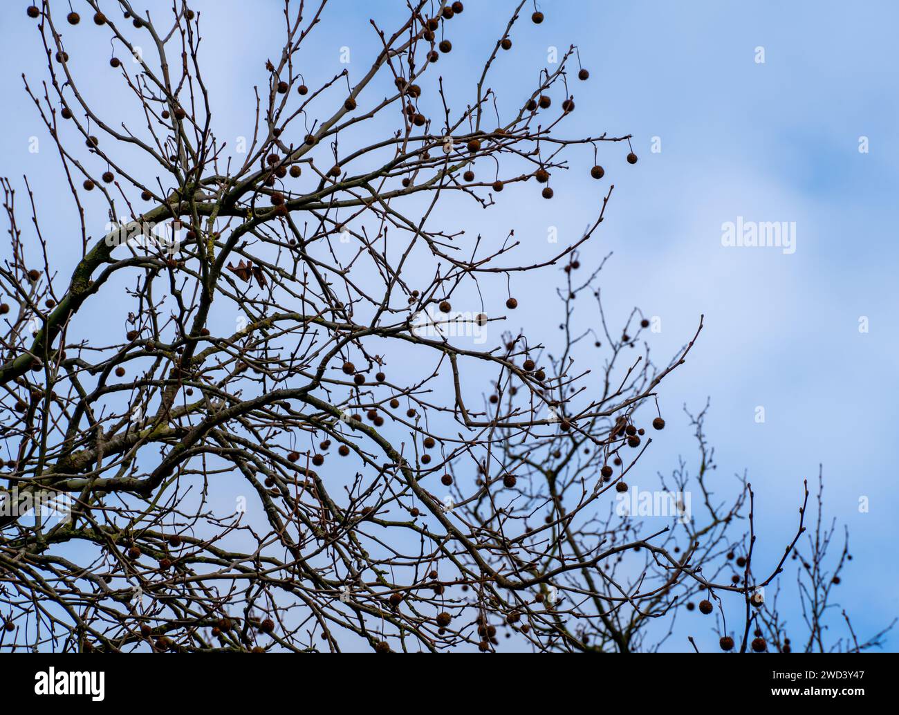 Silhouette des branches et des graines d'un platane (Platanus) Banque D'Images