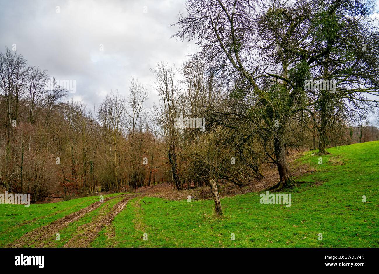 Sentier en forêt dans les Ardennes, Nord de la France Banque D'Images