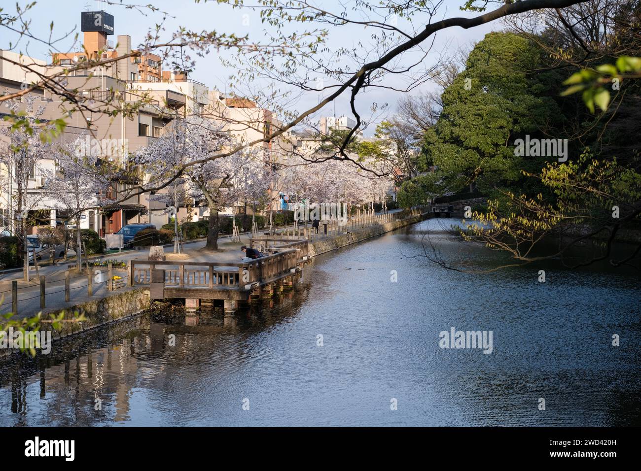 Cerisier en fleur au bord de la rivière à l'heure d'or, Kanazawa, Ishikawa, Japon Banque D'Images