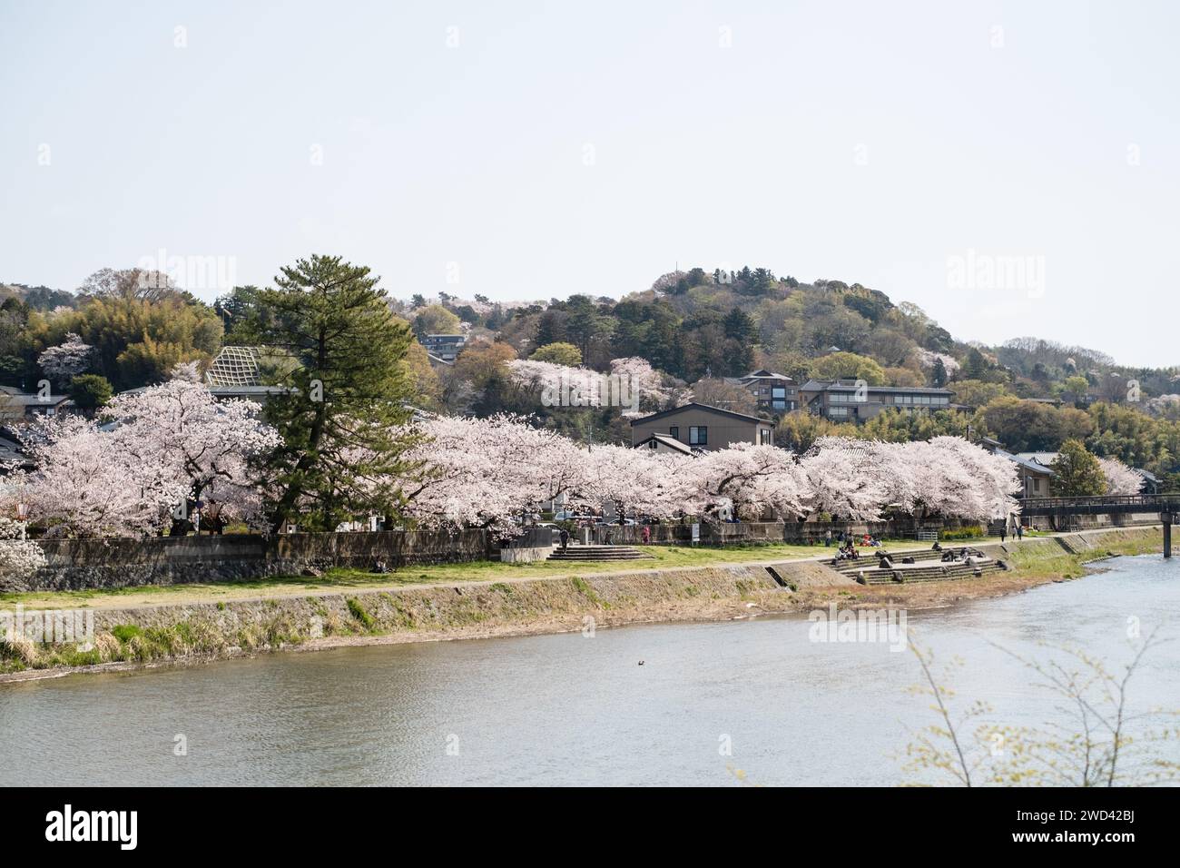 Vue sur les cerisiers en fleurs le long de la rivière Kasano, à côté du pont Asanogawa, Kanazawa, district d'Ishikawa, Japon Banque D'Images
