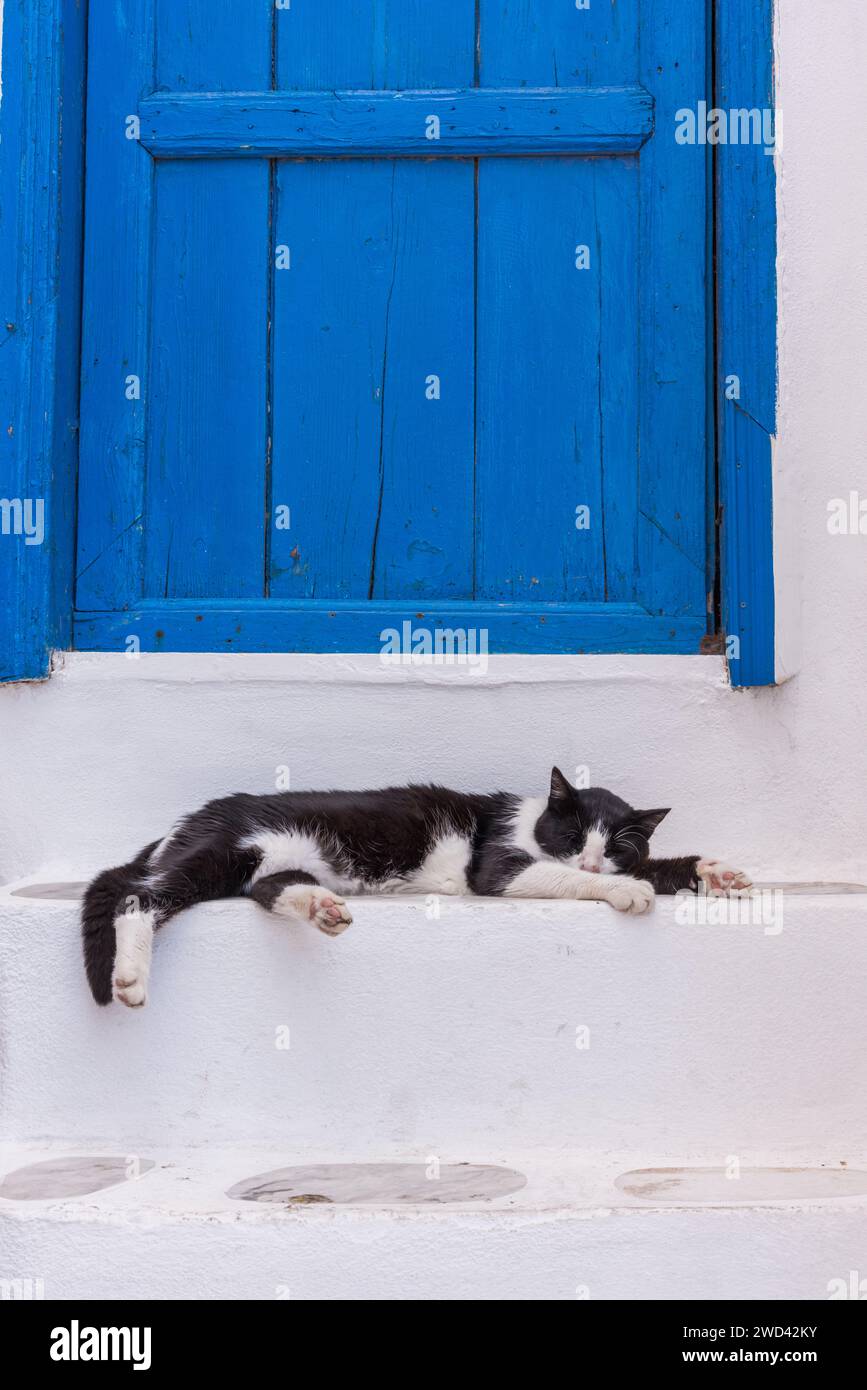 Chat noir et blanc endormi sur des marches peintes en blanc devant une porte en bois bleu, sur l'île grecque Banque D'Images