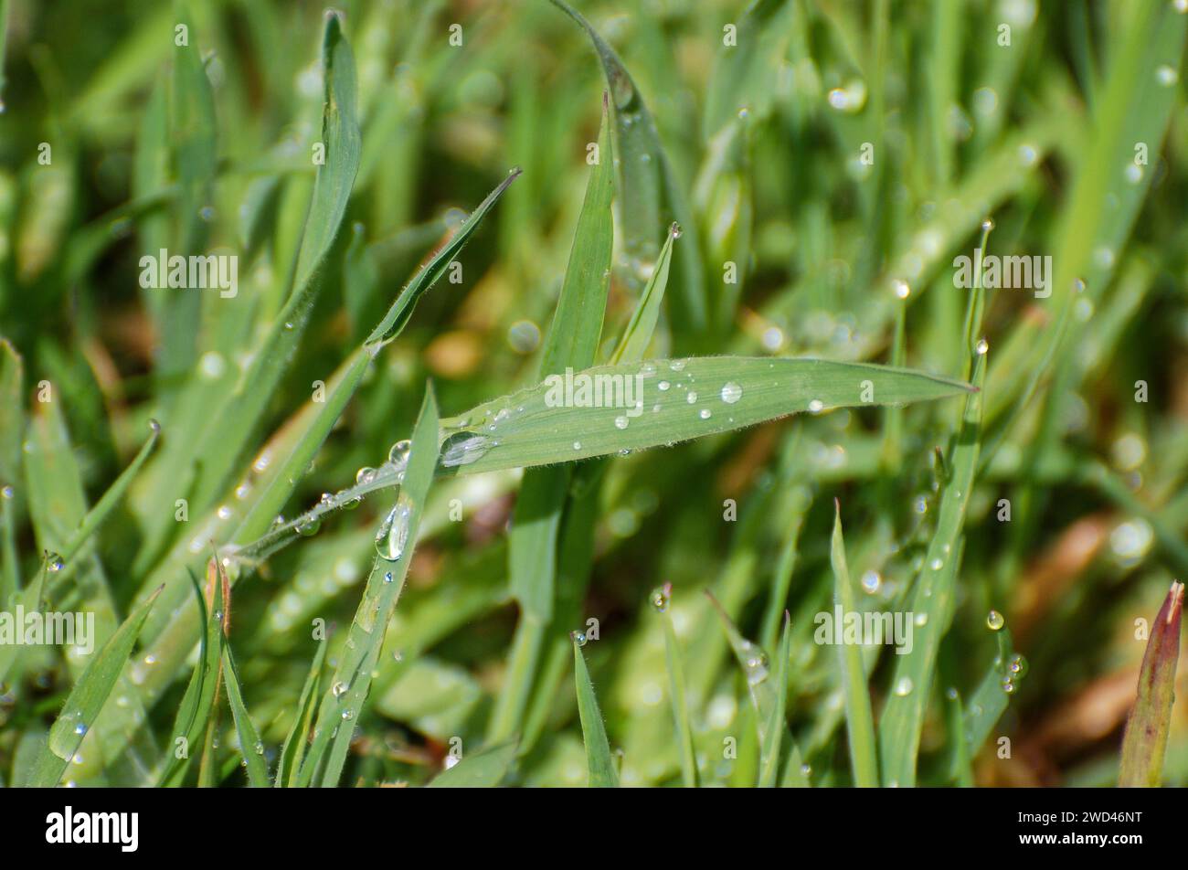 La rosée tombe sur l'herbe. Gros plan d'herbe sur le sol au lever du soleil avec des gouttelettes d'eau de condensation Banque D'Images