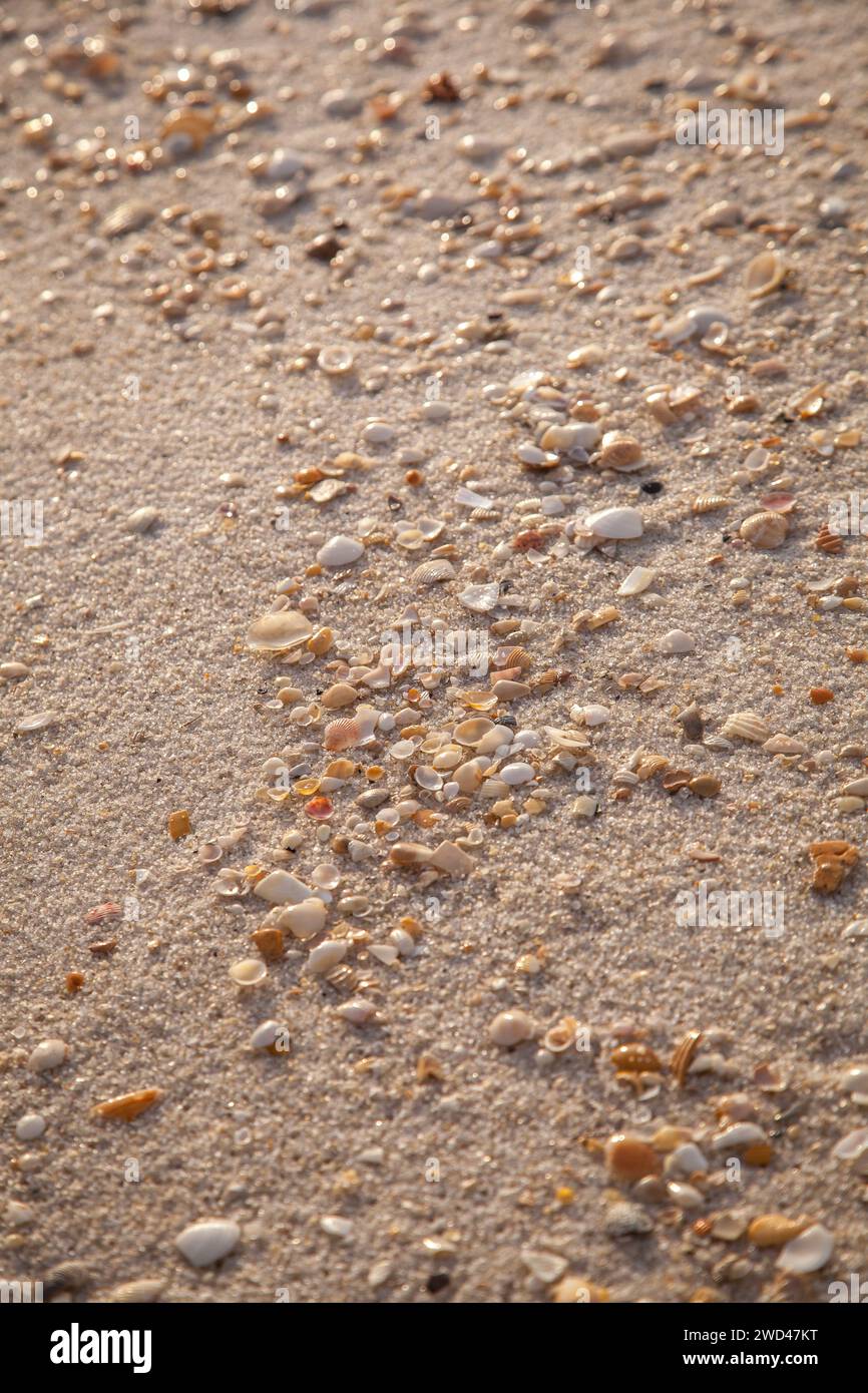 Petits coquillages sur la ligne de marée d'une plage en Floride. Banque D'Images