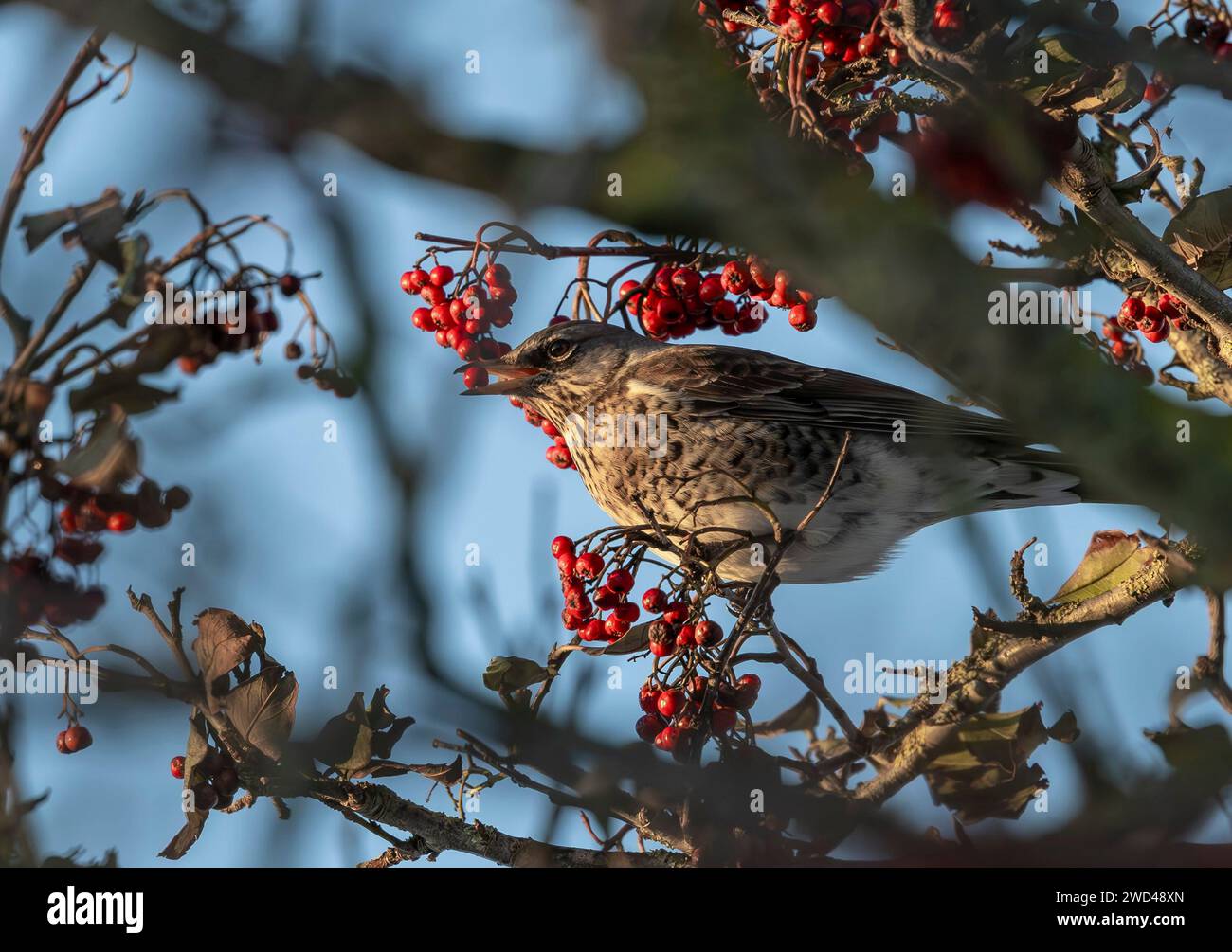 Fieldfares se nourrissant de baies, Aberdeen Banque D'Images