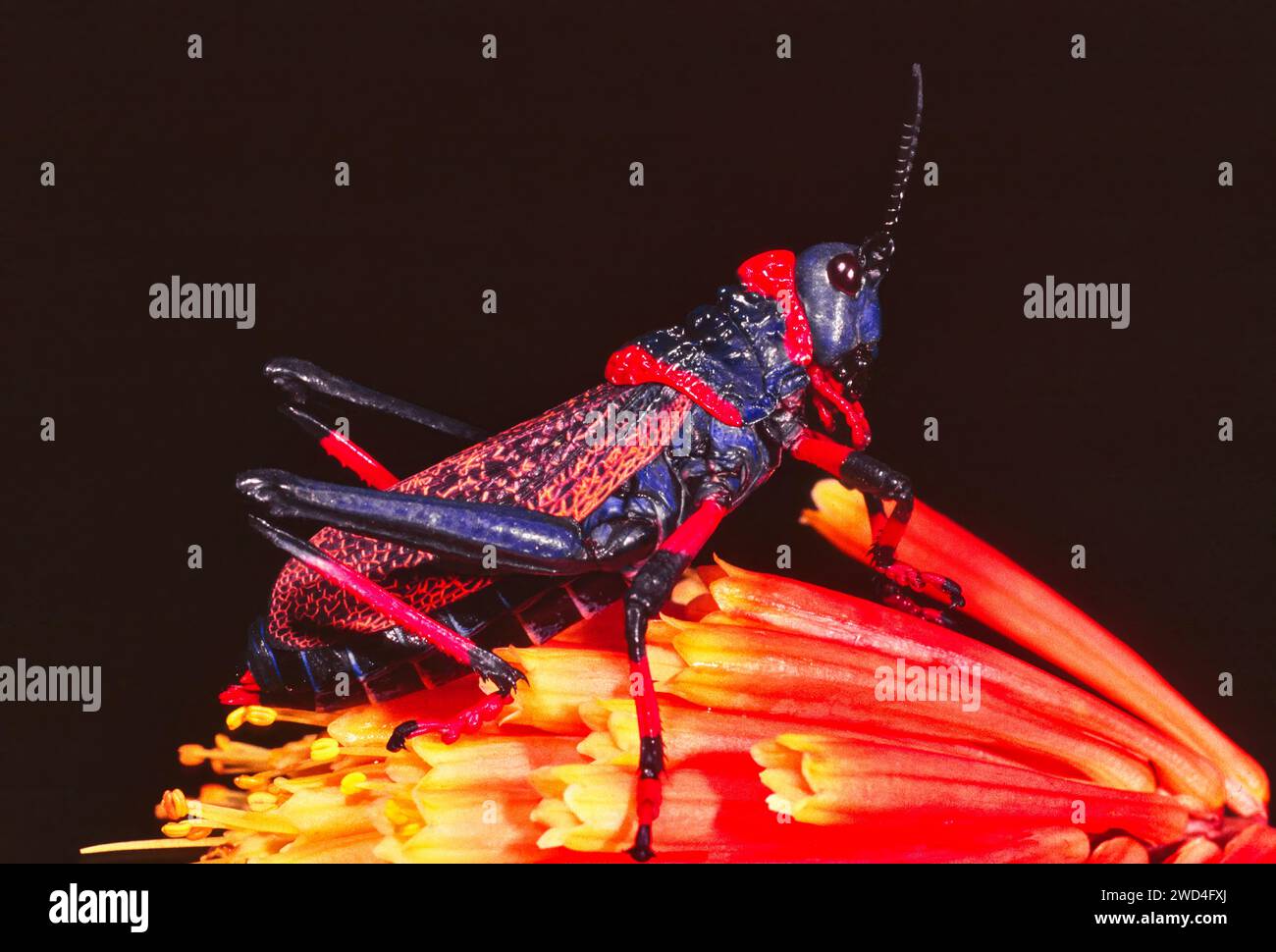 Koppie Foam Grasshopper Dictyophorus spumans reposant sur une fleur de poker rouge chaude en Afrique du Sud Banque D'Images