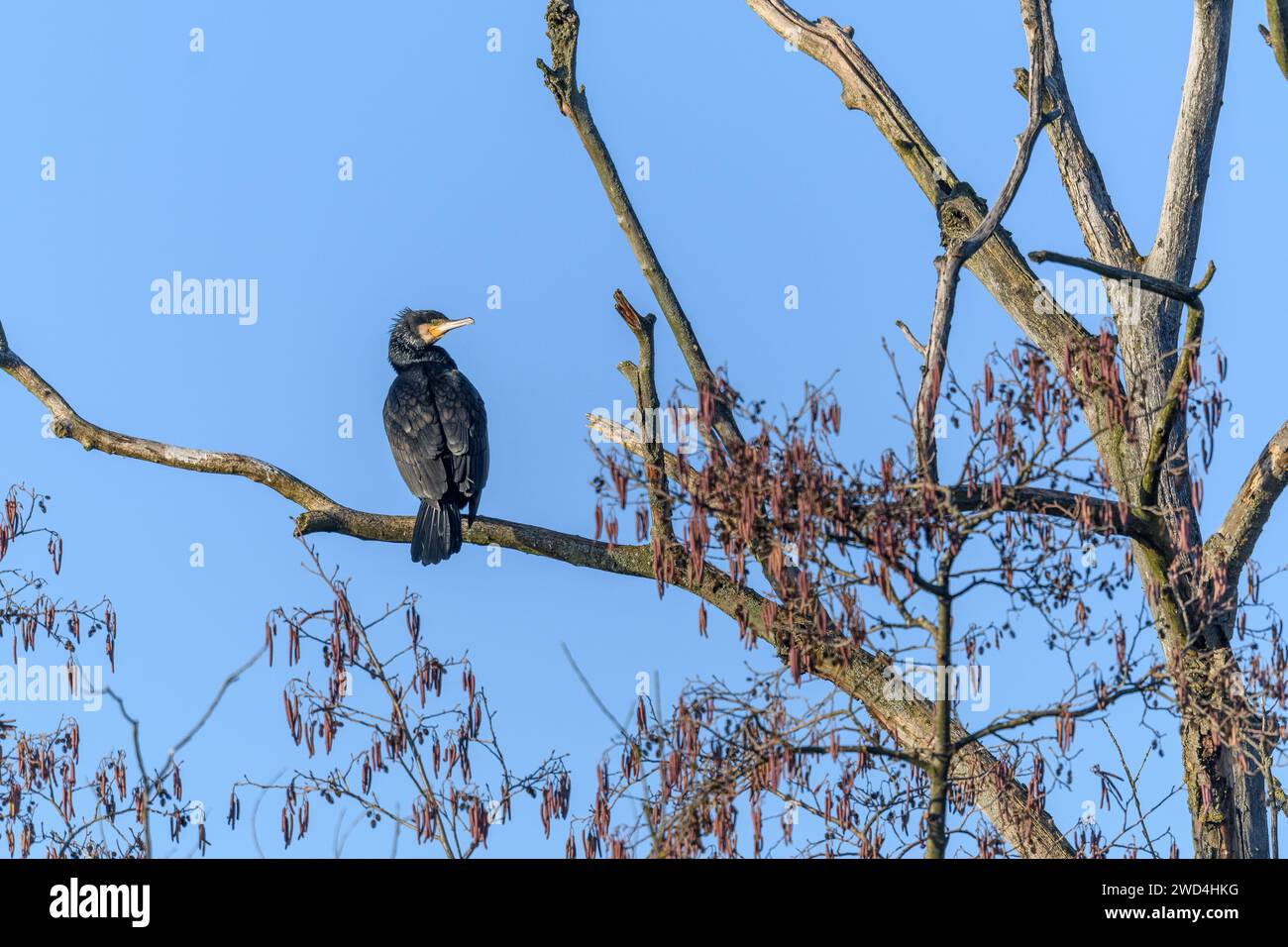 Grand cormoran (Phalacrocorax carbo) perché dans un arbre en hiver. Bas-Rhin, Alsace, Grand est, France, Europe. Banque D'Images