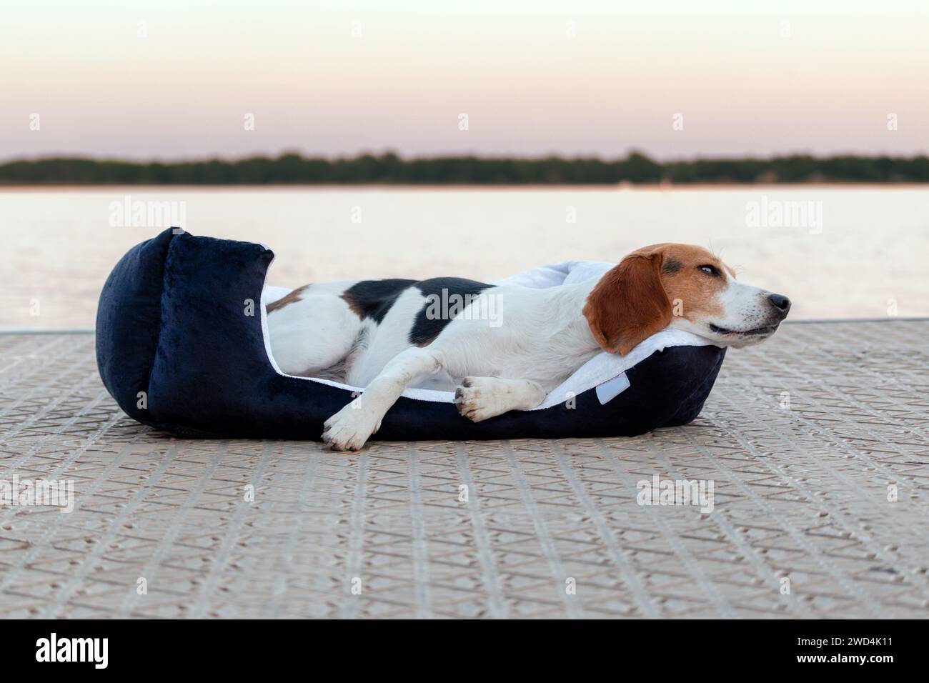Chien Beagle dormant sur un oreiller sur la plage au coucher du soleil. Banque D'Images
