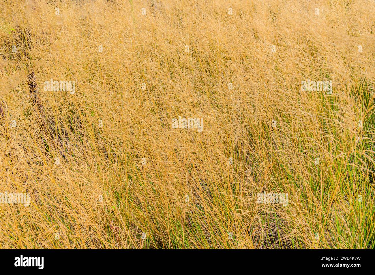 pelouse dans le jardin sèche et morte. Les ravageurs, les maladies et le soleil causent beaucoup de dommages aux pelouses vertes. Jardin paysager formel. Herbe inégale en mauvais état Banque D'Images