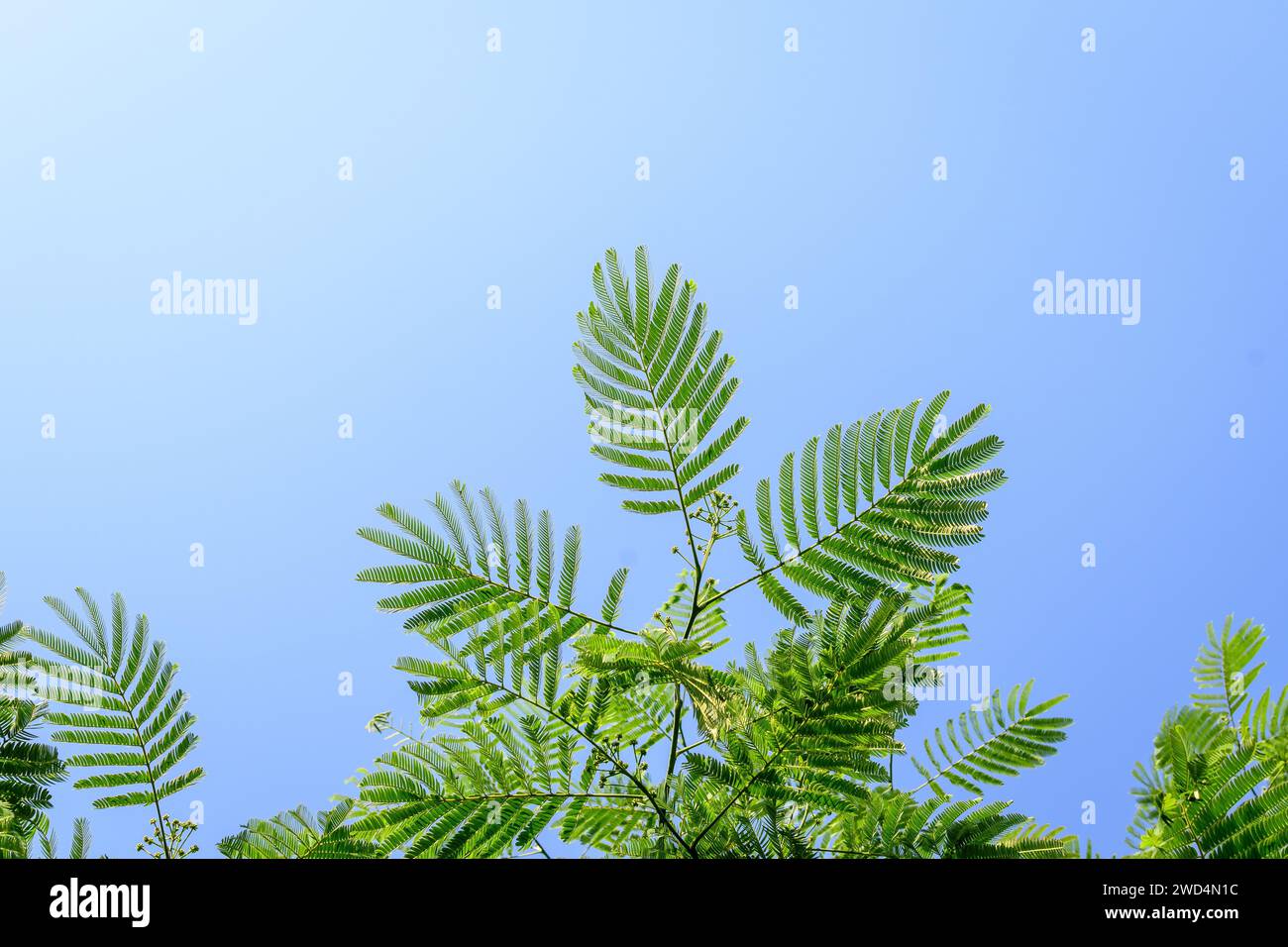 Petites feuilles vertes délicates d'Albizia julibrissin communément appelées arbre de soie rose persane vers un ciel bleu clair, dans un jardin par une journée d'été ensoleillée Banque D'Images