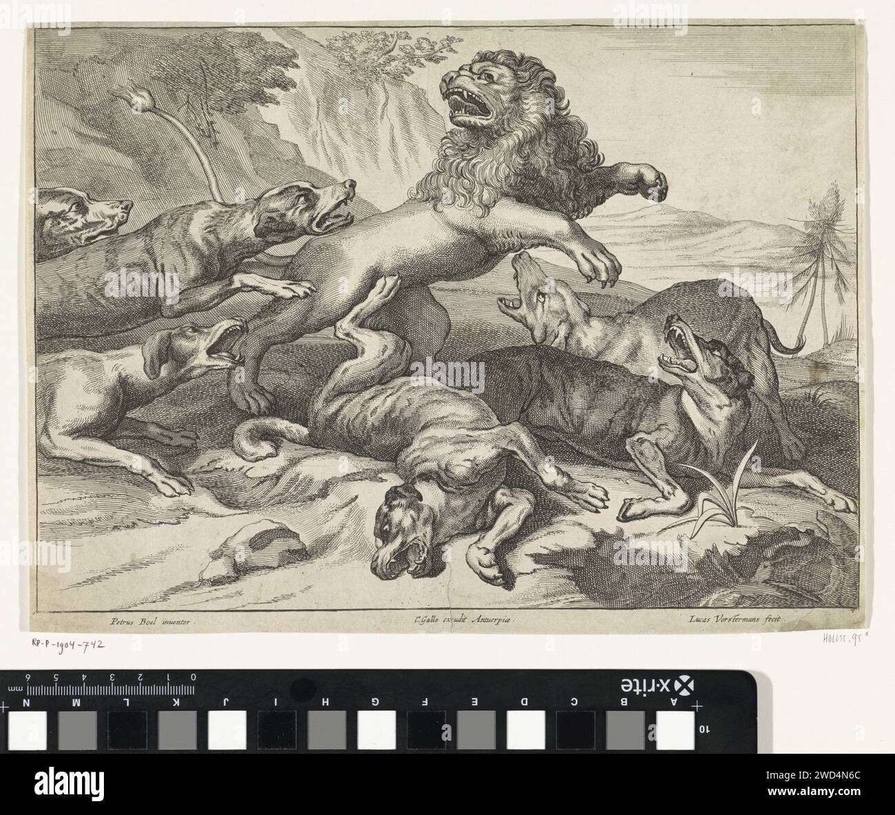 Les chiens attaquent un lion, Lucas Vorsterman (II), d'après Peeter Boel, 1651 - 1676 imprimer Anvers papier gravure bêtes de proie, animaux prédateurs : lion. chiens de chasse Banque D'Images