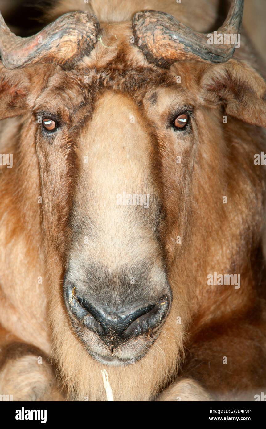 Takin du Sichuan (Budorcas taxicolor tibetana), San Diego Zoo, Balboa Park, San Diego, Californie Banque D'Images