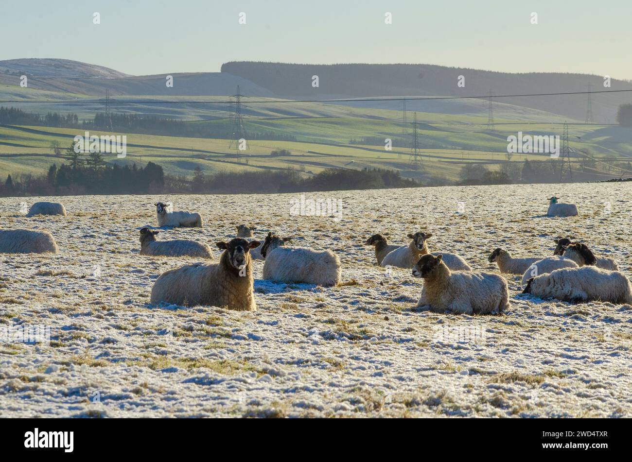 PRÈS DE BEATTOCK, ÉCOSSE, Royaume-Uni - 17 janvier 2024 - face noire / brebis de race mixte imprégnez-vous du soleil d'hiver dans une ferme de l'A. Banque D'Images