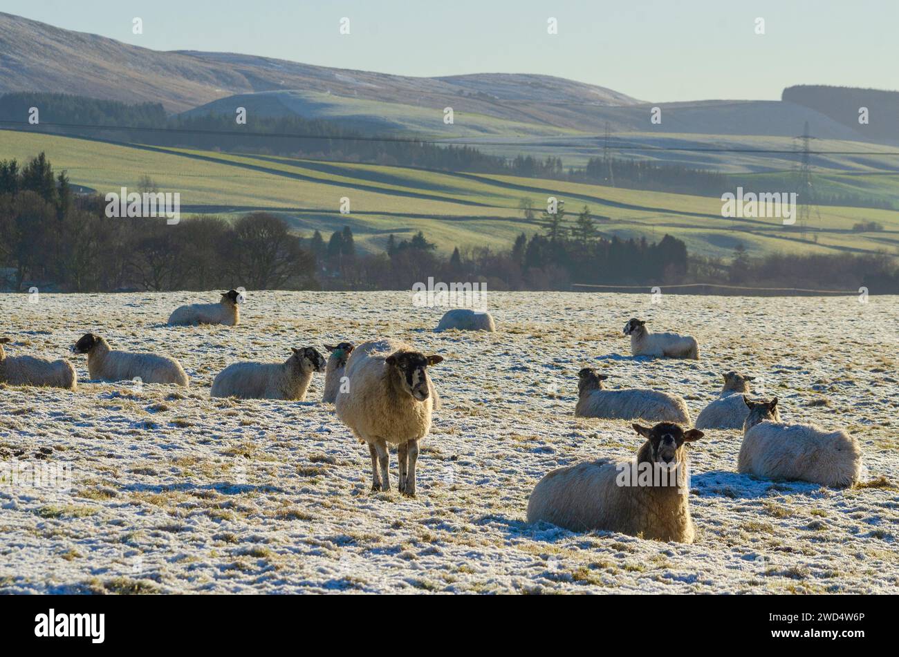 PRÈS DE BEATTOCK, ÉCOSSE, Royaume-Uni - 17 janvier 2024 - face noire / brebis de race mixte imprégnez-vous du soleil d'hiver dans une ferme de l'A. Banque D'Images